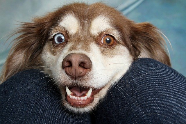 brown and white dog 4633734 640 brown and white dog 4633734 640